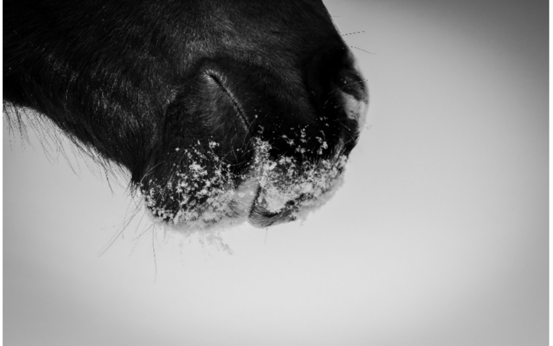 Le frisson